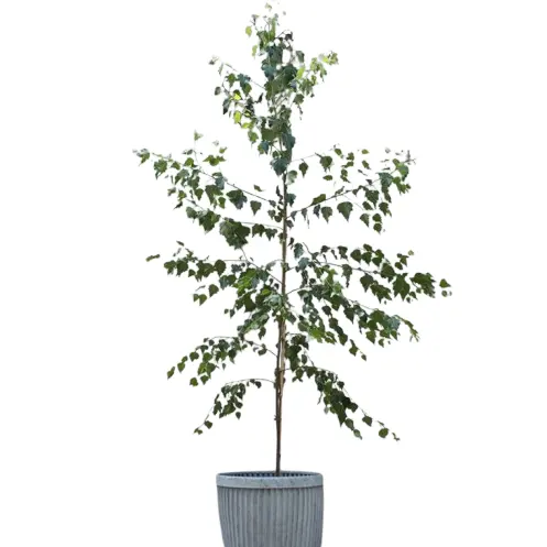 Crocus: Extra 15% OFF Discounted Trees