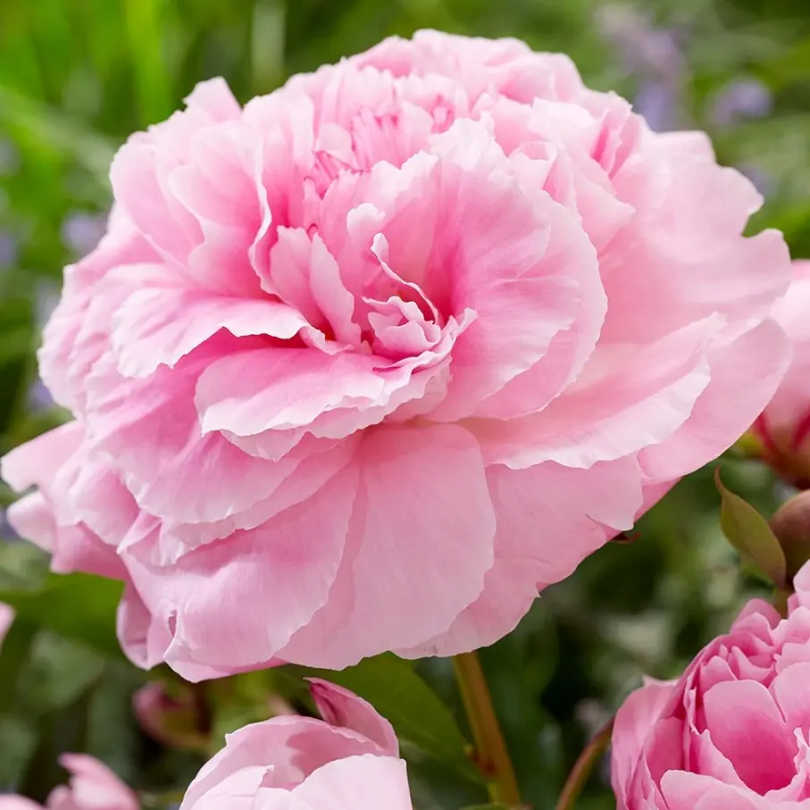 Crocus: Save Up to £50 OFF Plants & Garden