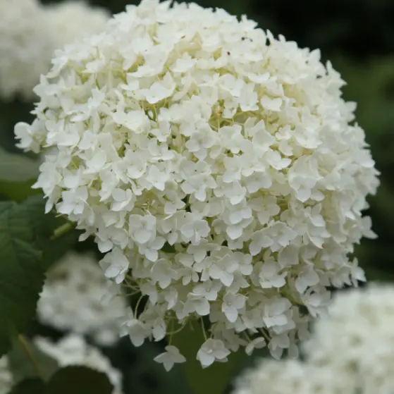 Crocus: Spring Sale Get 20% OFF