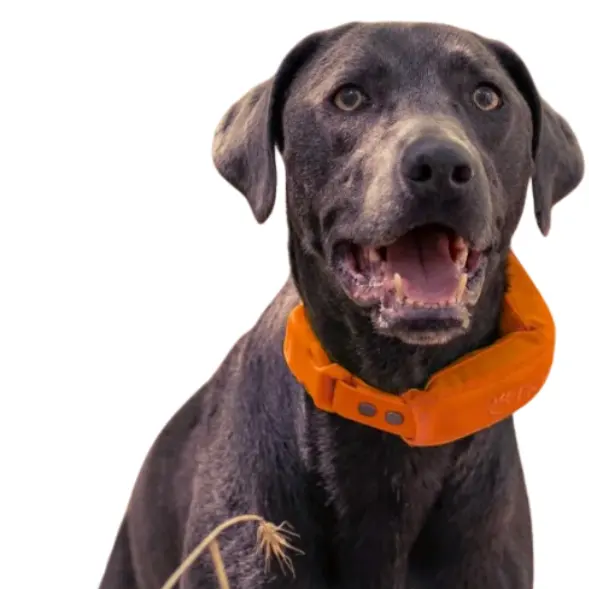 Halo Collar: Up to $125 OFF Sale Collars