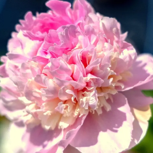 Crocus: Up to 40% OFF Potted Peonies