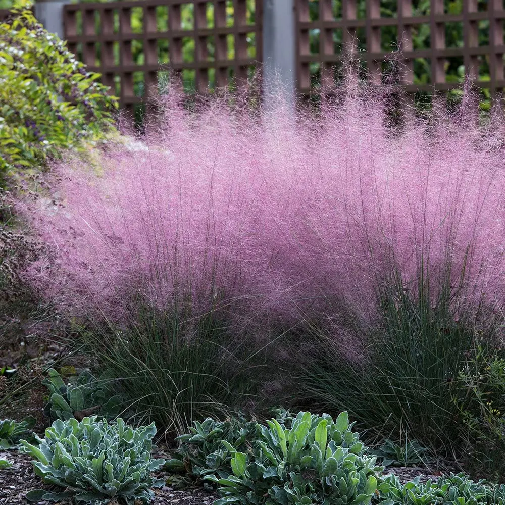 粉色芒草