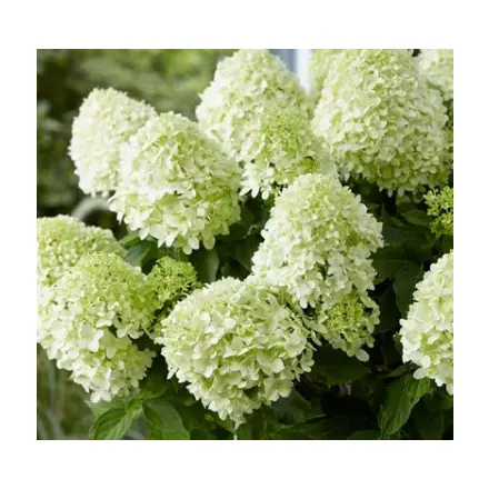 Crocus: Hydrangea Up to 25% OFF