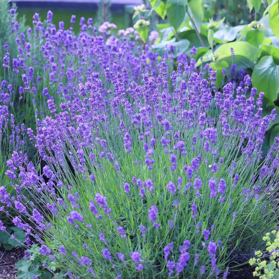 Crocus: Autumn Planting 20% OFF